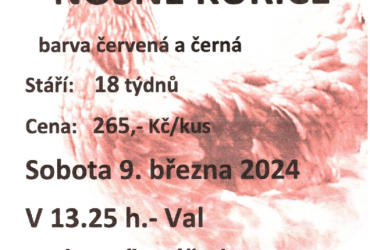 Nosné kuřice - prodej