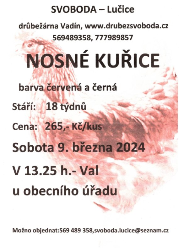 Nosné kuřice - prodej