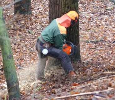 Kácení stromu Divadlo